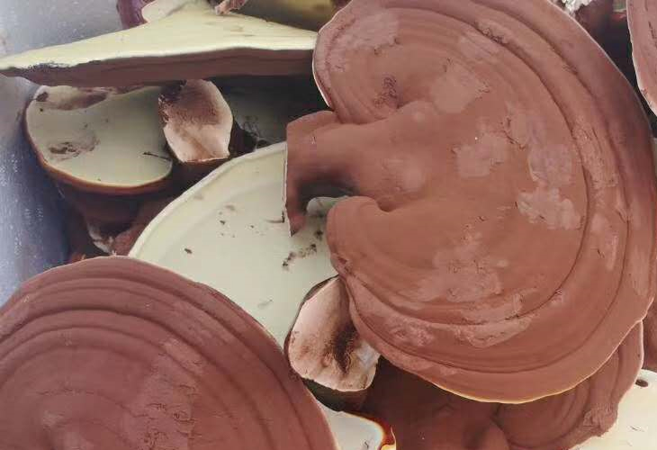 靈芝烘干機 靈芝烘干機